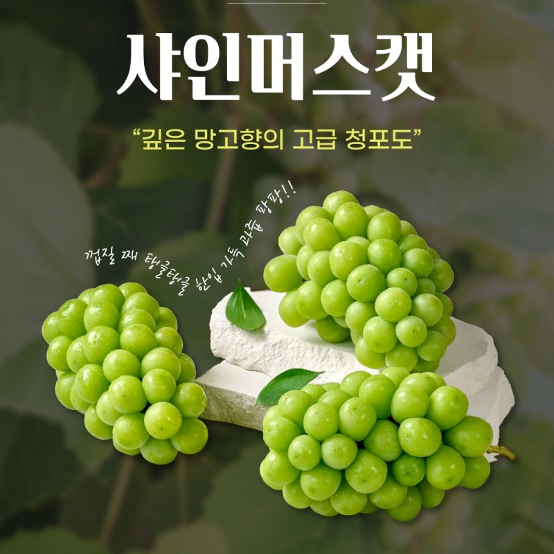 달디단 수출용 샤인머스켓 2kg 망고포도 고당도 김천 상주